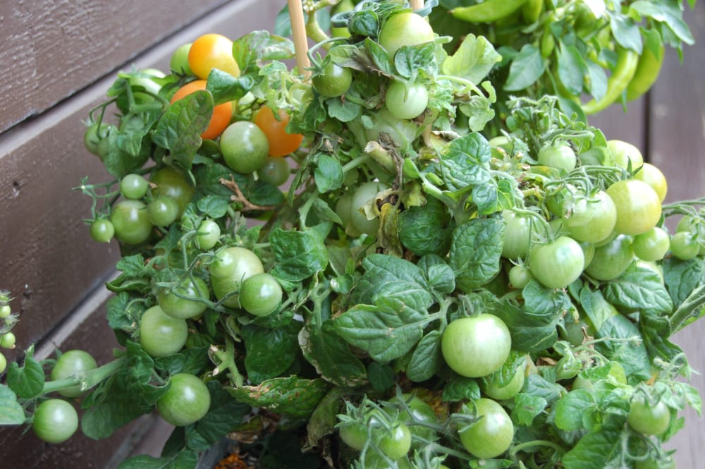 En deilig, solfylt søndag og jeg tar opp poteter fra kjøkkenhagen En deilig, solfylt søndag og jeg tar opp poteter fra kjøkkenhagen