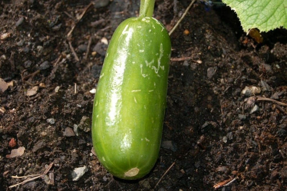 Sommerkos i hagen Sommerkos i hagen