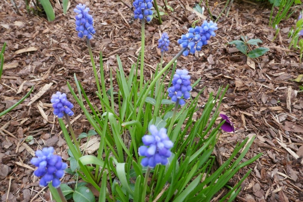 Vår i hagen Vår i hagen