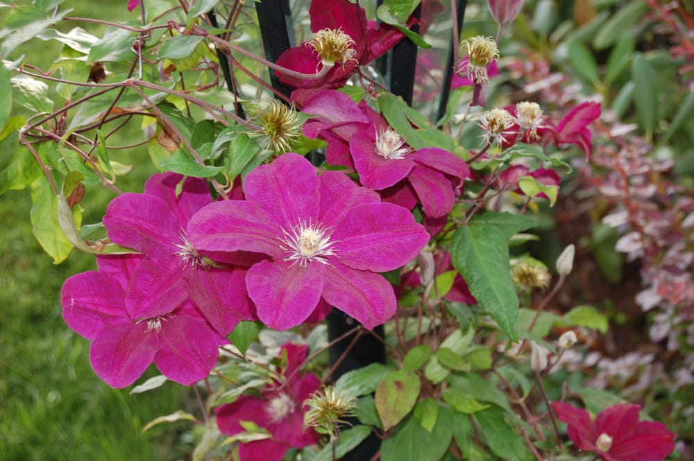 Fortsatt litt sommer i hagen Fortsatt litt sommer i hagen