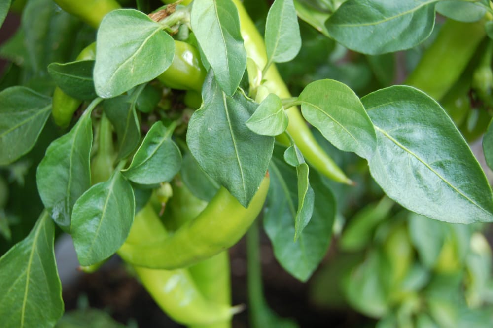 En deilig, solfylt søndag og jeg tar opp poteter fra kjøkkenhagen En deilig, solfylt søndag og jeg tar opp poteter fra kjøkkenhagen