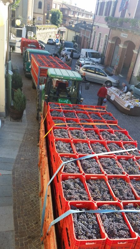 Italia: Vinsmaking i Barbaresco Italia: Vinsmaking i Barbaresco