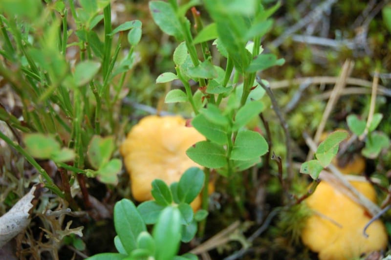 Kantarelljakt Kantarelljakt