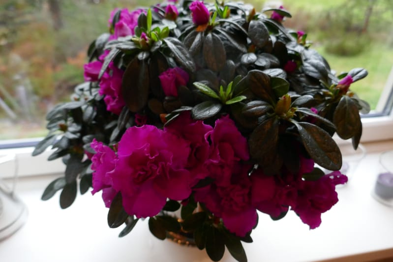 Advent - vi pynter og gleder oss til jul Advent - vi pynter og gleder oss til jul