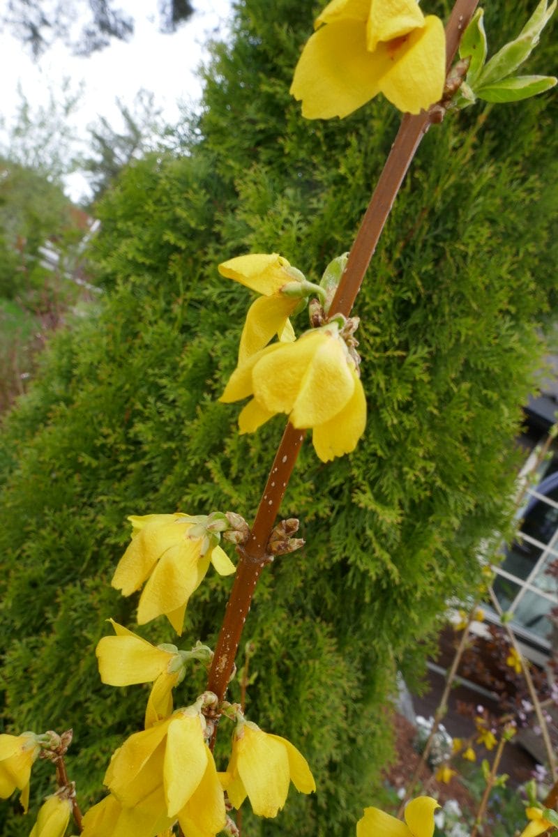 Vår i hagen Vår i hagen