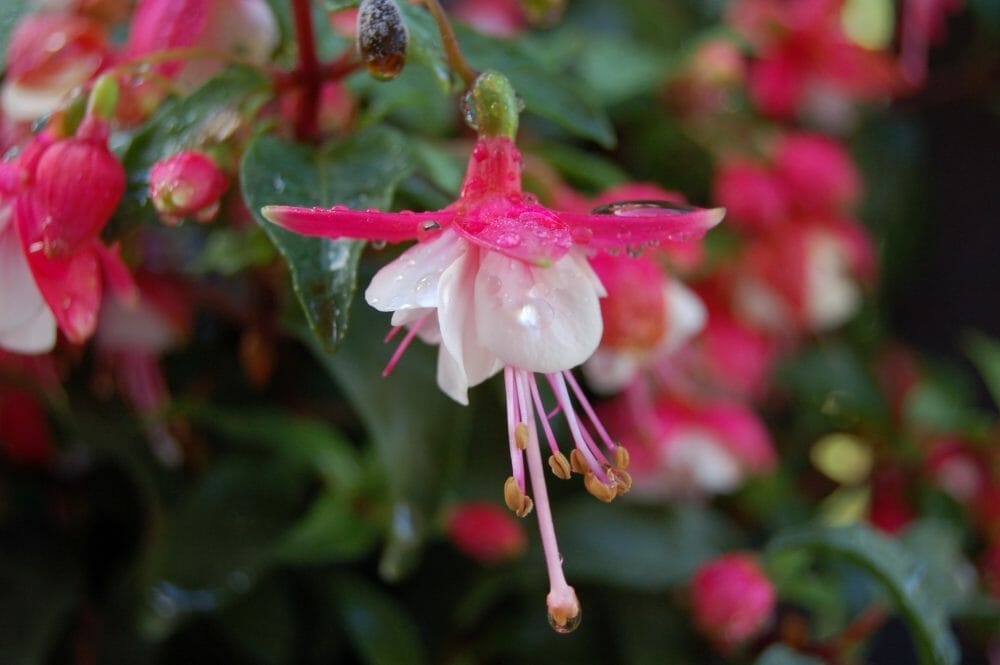 Morgenstemning i hagen Morgenstemning i hagen
