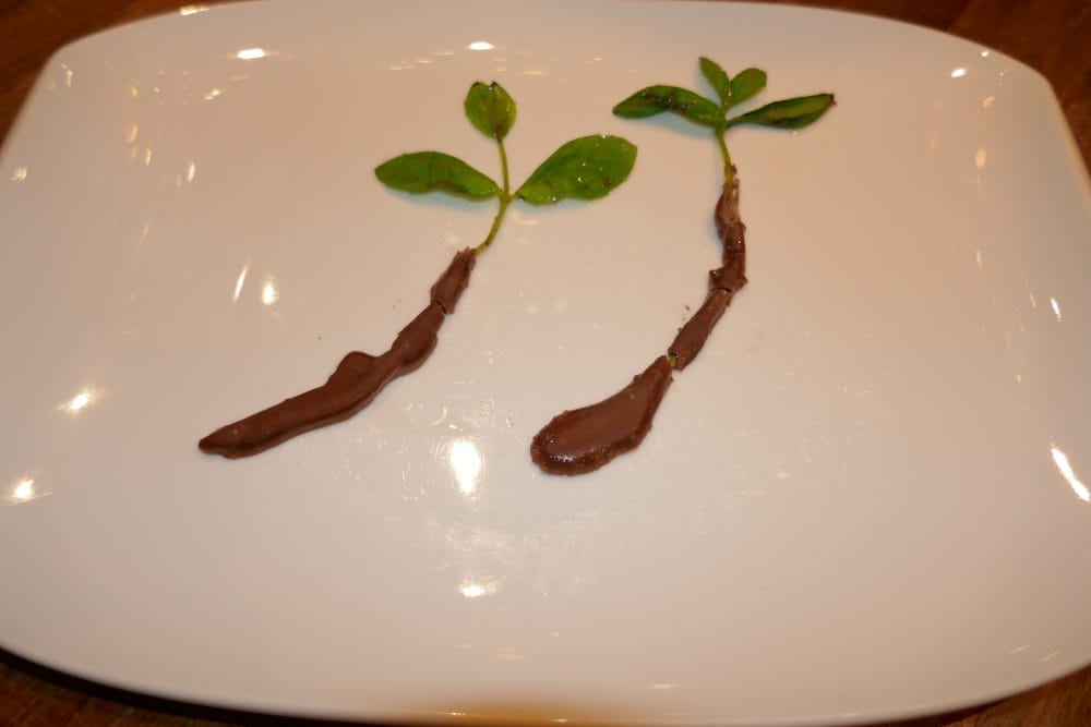 Mynte med sjokolade