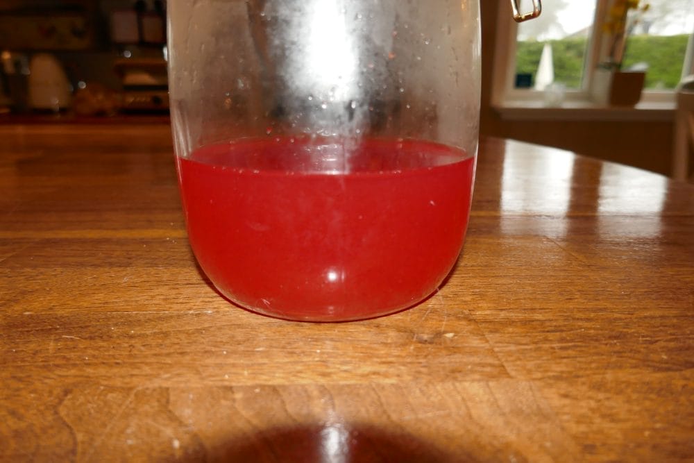 Rabarbrasirup