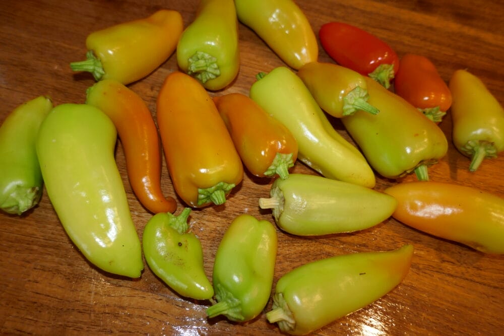 Chili fra egen avling