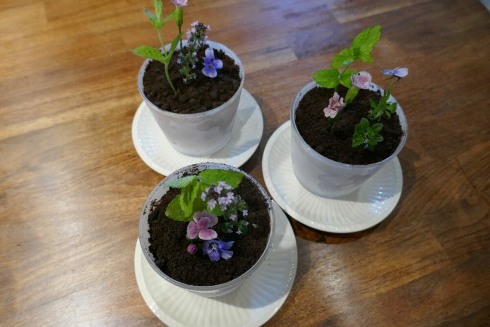 Blomsterpottedessert